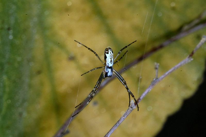 Argiope_protensa_D3571_Z_75_Mt Florence station_Australie.jpg